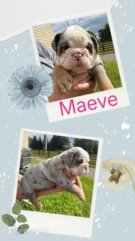 Maeve – English Bulldog puppy for sale in Canton, OH