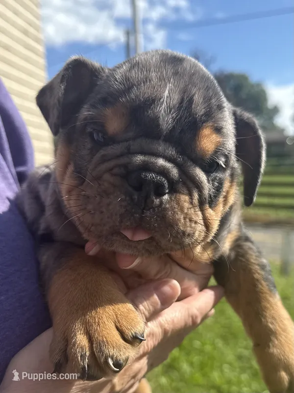 Adam – English Bulldog puppy for sale in Canton, OH