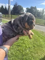 Adam , a male English Bulldog for sale in Canton, OH – 4 of 4