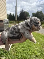 Ruby, a female English Bulldog for sale in Canton, OH – 2 of 6