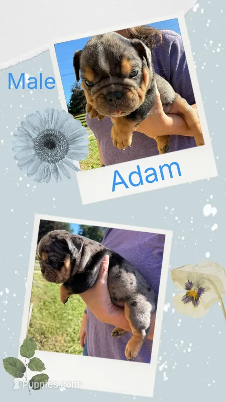 Adam – English Bulldog puppy for sale in Canton, OH
