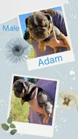 Adam, a male English Bulldog for sale in Canton, OH – 1 of 3