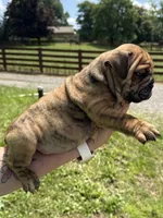 Thresh, a male English Bulldog for sale in Canton, OH – 2 of 3