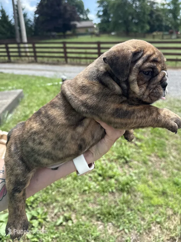 Peeta – English Bulldog puppy for sale in Canton, OH