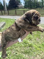 Peeta, a male English Bulldog for sale in Canton, OH – 1 of 3