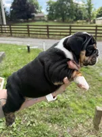 Gale, a male English Bulldog for sale in Canton, OH – 2 of 3