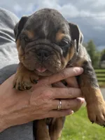 Adam , a male English Bulldog for sale in Canton, OH – 2 of 4