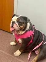 Ruby, a female English Bulldog for sale in Canton, OH – 2 of 3