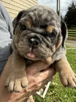 Ruby, a female English Bulldog for sale in Canton, OH – 3 of 6