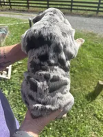 Ruby, a female English Bulldog for sale in Canton, OH – 5 of 6
