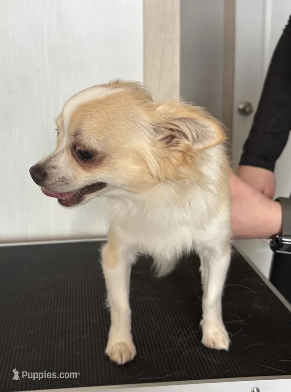 Frosty – Chihuahua puppy for sale in Louisa, VA