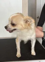 Frosty, a male Chihuahua for sale in Louisa, VA – 1 of 6