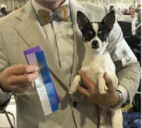 CH Buck, a male Chihuahua for sale in Louisa, VA – 2 of 9
