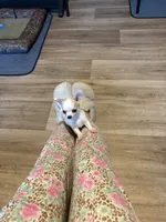 Tater, a male Chihuahua for sale in Louisa, VA – 2 of 10