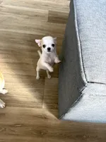 Amy, a female Chihuahua for sale in Louisa, VA – 2 of 2
