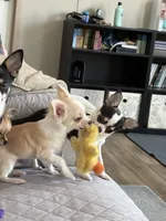 Frosty, a male Chihuahua for sale in Louisa, VA – 2 of 4