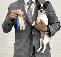 CH Buck, a male Chihuahua for sale in Louisa, VA – 3 of 9