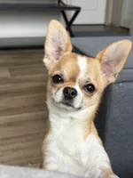 Tater, a male Chihuahua for sale in Louisa, VA – 5 of 10