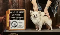 Tater, a male Chihuahua for sale in Louisa, VA – 3 of 10