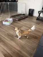 Cookie, a female Chihuahua for sale in Louisa, VA – 3 of 3