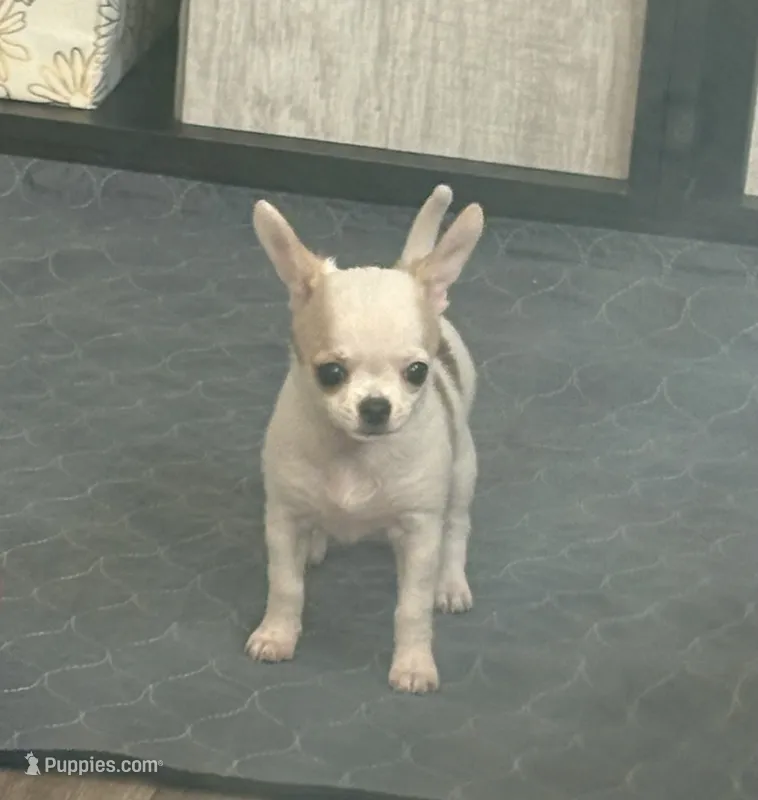Amy – Chihuahua puppy for sale in Louisa, VA