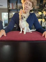 Cookie, a female Chihuahua for sale in Louisa, VA – Photo 3 of 6