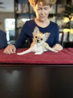 Cookie, a female Chihuahua for sale in Louisa, VA – Photo 1 of 6