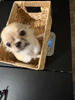 Cookie, a female Chihuahua for sale in Louisa, VA – Photo 2 of 6