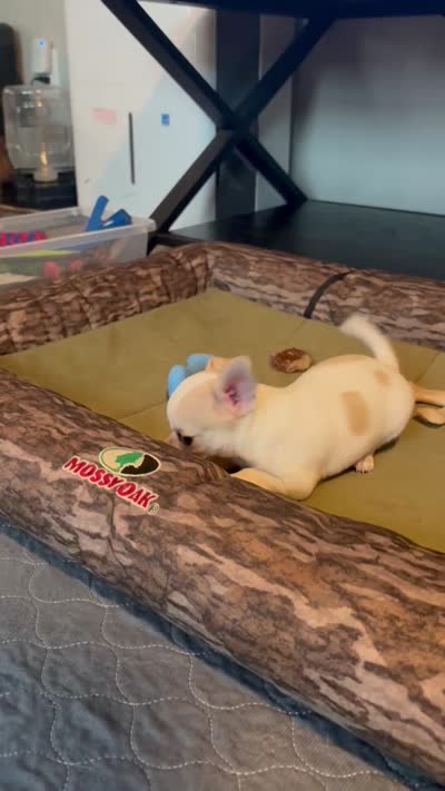 Tater, a male Chihuahua for sale in Louisa, VA – 4 of 10