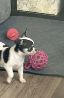 Clara, a female Chihuahua for sale in Louisa, VA – 2 of 2