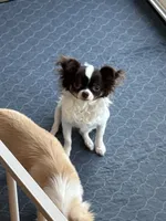 Angel, a female Chihuahua for sale in Louisa, VA – 3 of 7