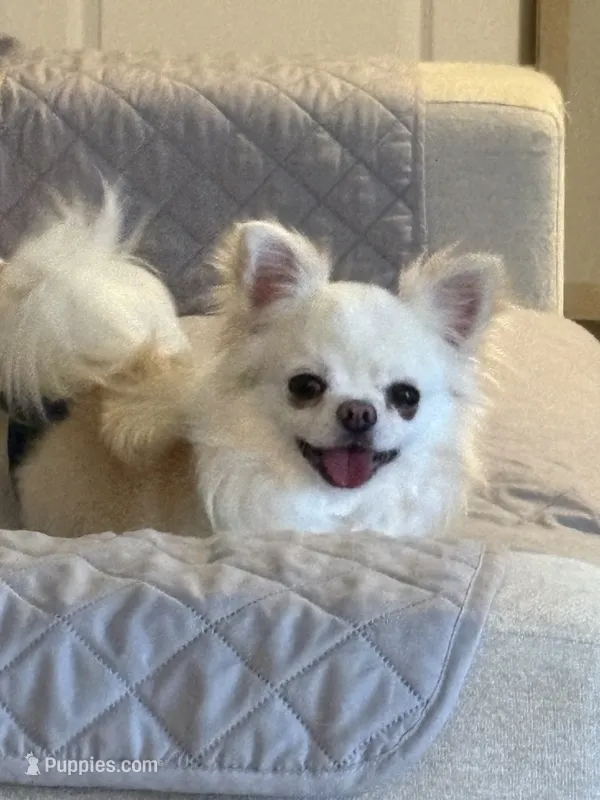 AKC Grand Champion Jag – Chihuahua puppy for sale in Louisa, VA