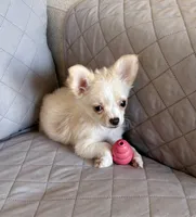 Frosty, a male Chihuahua for sale in Louisa, VA – 1 of 4