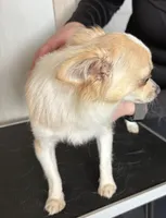 Frosty, a male Chihuahua for sale in Louisa, VA – 4 of 6
