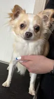 Frosty, a male Chihuahua for sale in Louisa, VA – 2 of 6