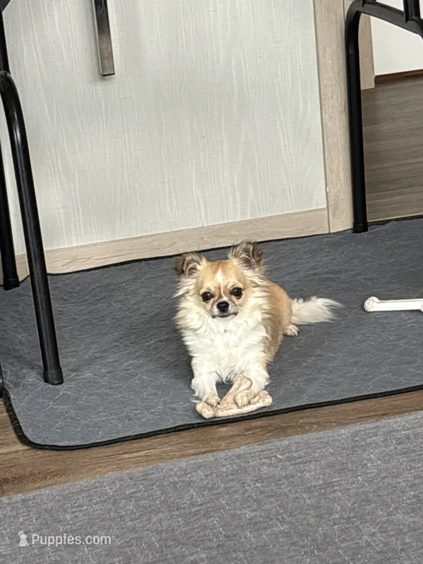 Cookie – Chihuahua puppy for sale in Louisa, VA
