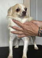 Frosty, a male Chihuahua for sale in Louisa, VA – 3 of 6