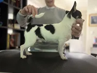CH Buck, a male Chihuahua for sale in Louisa, VA – 5 of 9