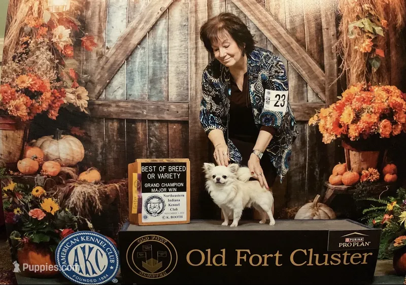 AKC Grand Champion Jag – Chihuahua puppy for sale in Louisa, VA