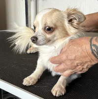 Frosty, a male Chihuahua for sale in Louisa, VA – 5 of 6