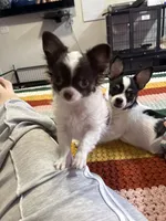 Angel, a female Chihuahua for sale in Louisa, VA – 4 of 7