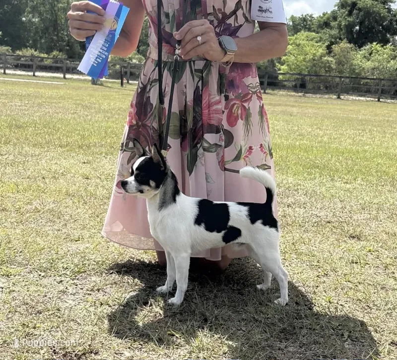 CH Buck – Chihuahua puppy for sale in Louisa, VA
