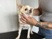 Frosty, a male Chihuahua for sale in Louisa, VA – 6 of 6