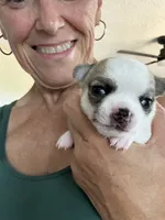 Tater, a male Chihuahua for sale in Louisa, VA – 10 of 10