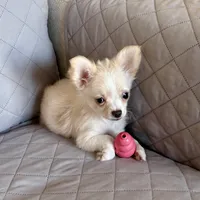 AKC LC Frosty, a male Chihuahua for sale in Louisa, VA – Photo 1 of 9