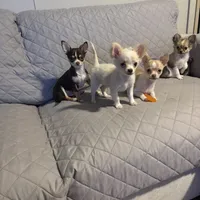 AKC LC Frosty, a male Chihuahua for sale in Louisa, VA – Photo 9 of 9