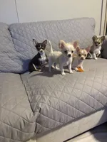 processed/36fa6ab2-0aa7-4853-b5c7-b175272e4979/listing/ca727f4c-d783-476f-b787-4e74e947a265/1582febb-37c6-4a3c-8829-f1d09d62b62a