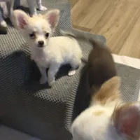 AKC LC Frosty, a male Chihuahua for sale in Louisa, VA – Photo 3 of 9