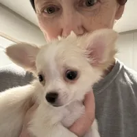 AKC LC Frosty, a male Chihuahua for sale in Louisa, VA – Photo 7 of 9