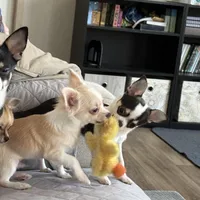 AKC LC Frosty, a male Chihuahua for sale in Louisa, VA – Photo 2 of 9